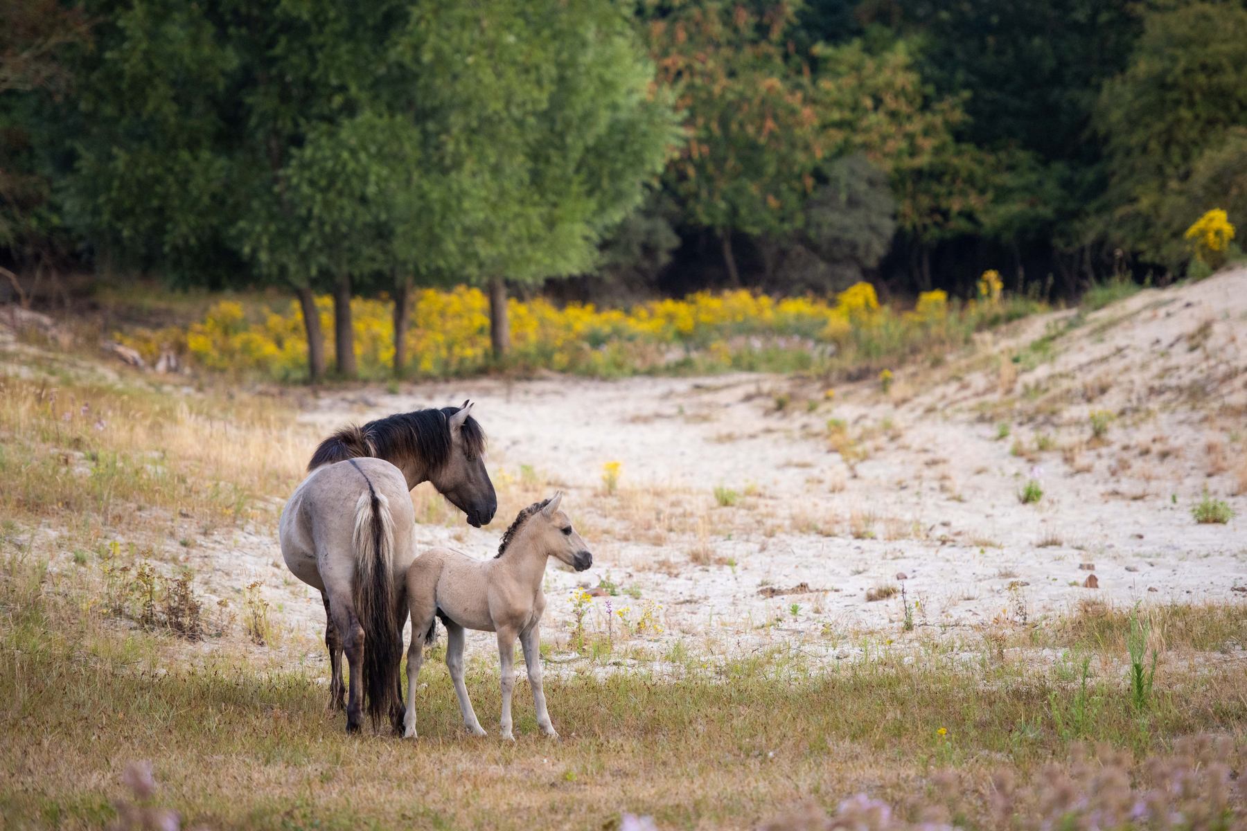 Landschapsfoto door Frank — hobbyfotograaf uit Gouda